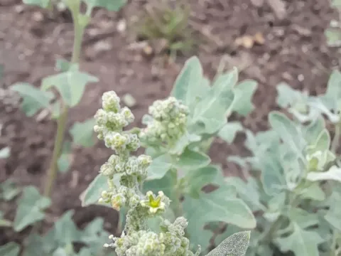 Chenopodium cordobense