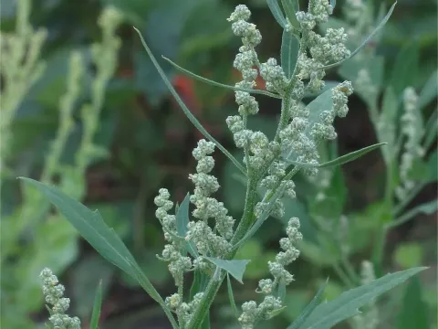 Goat's-foot goosefoot