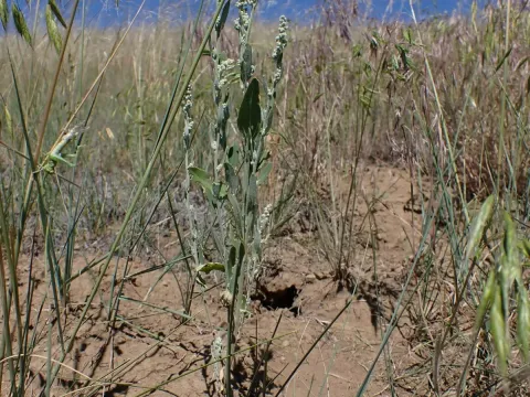 Narrowleaf goosefoot