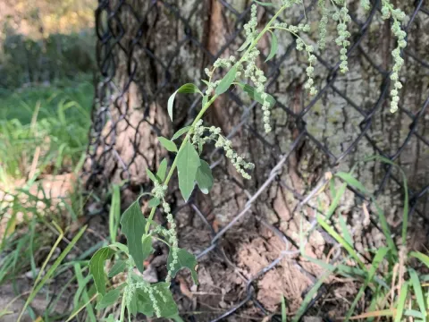 Missouri goosefoot