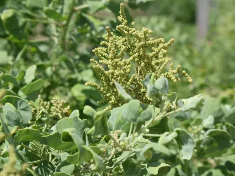 Chenopodium oahuense