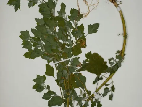 Guelder-leaved goosefoot