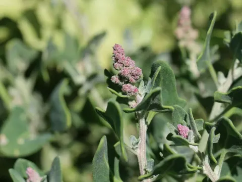 Chenopodium petiolare