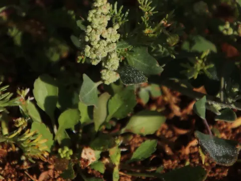 Phillips' goosefoot