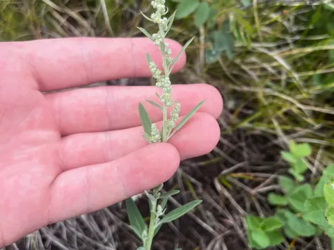 Meadow goosefoot