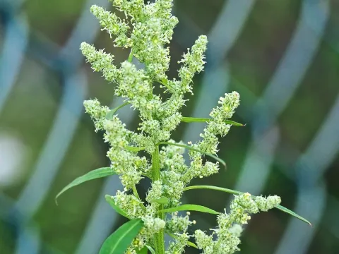 Swedish goosefoot