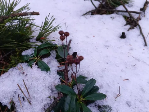 Chimaphila
