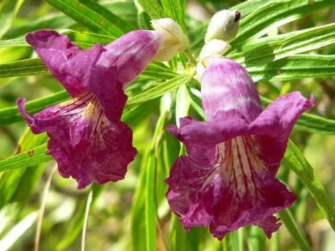 Chilopsis