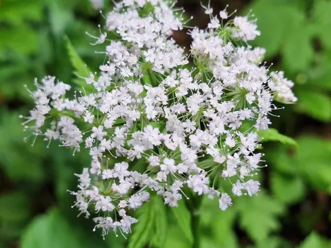 Hairy chervil