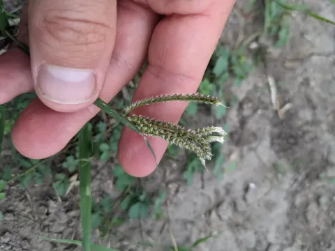 Chloris ciliata