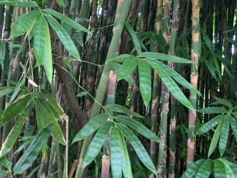 Acidosasa