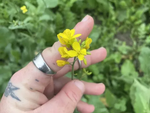 Капуста
