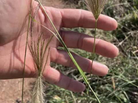 Tetrapogon