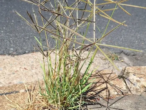 Windmill grass