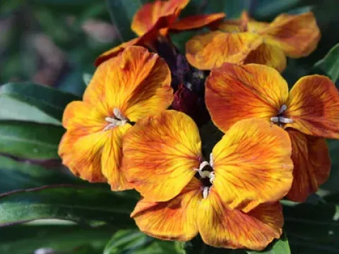 Wallflower