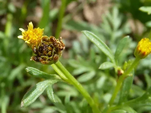 Chrysanthellum americanum