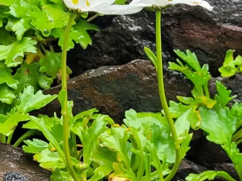 Arctanthemum