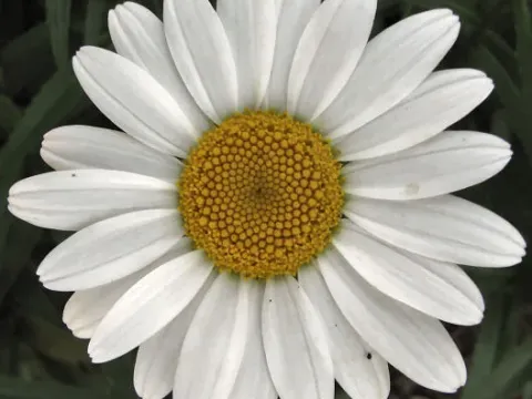 Burbank chrysanthemum