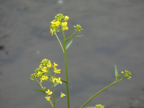Indian mustard