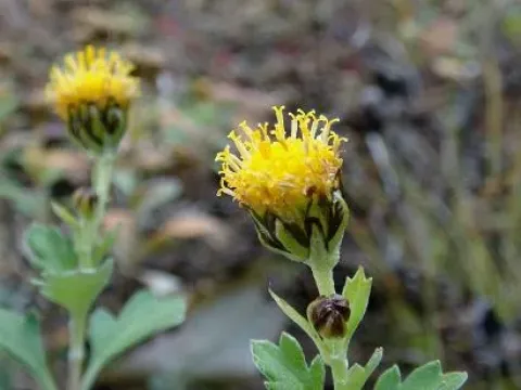 Chrysanthemum decaisneanum