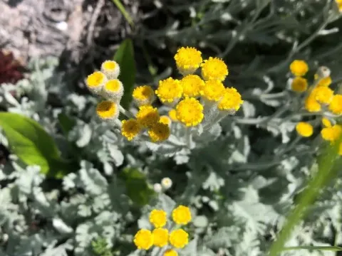 Tanacetum haradjanii