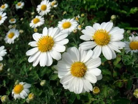 Chrysanthemum makinoi