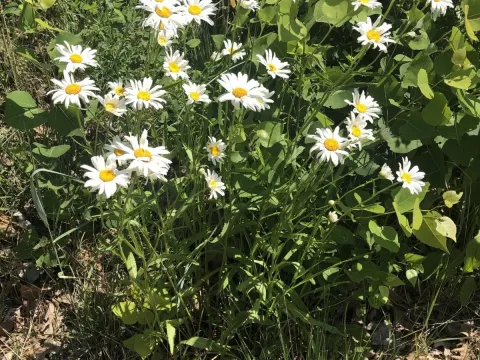 Giant daisy