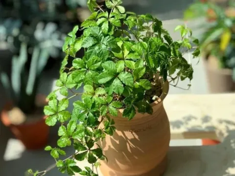 Kangaroo vine