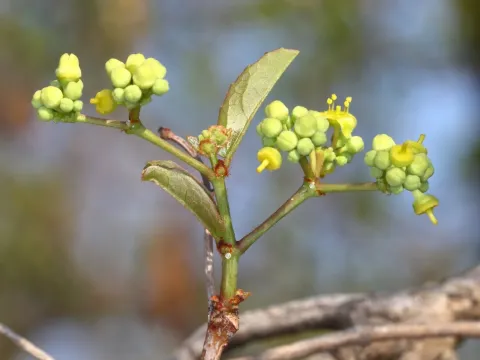 Cissus cornifolia
