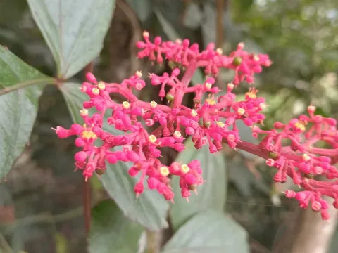 Cissus erosa