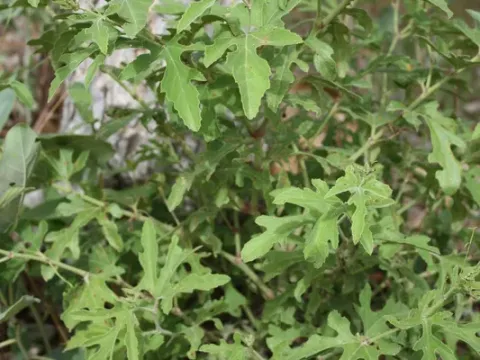 Cissus palmatifida