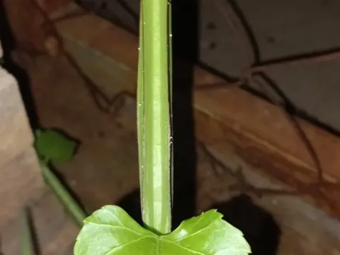 Cissus quadrangularis
