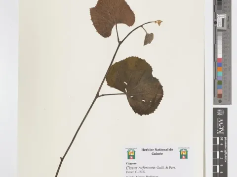 Cissus rufescens