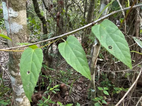 Cissus verticillata