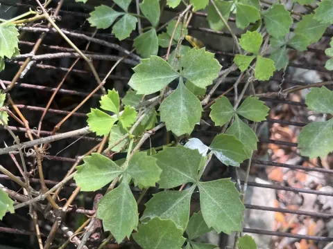 Cissus trifoliata