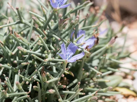Spiny chicory