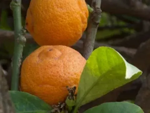 Indian wild orange