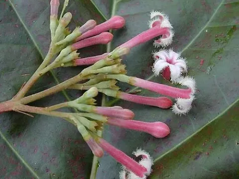 Small-flowered Cinchona