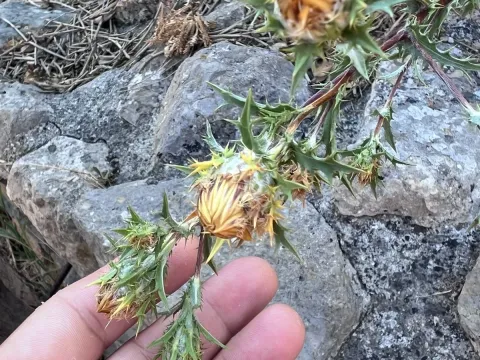 Corymbose carline thistle