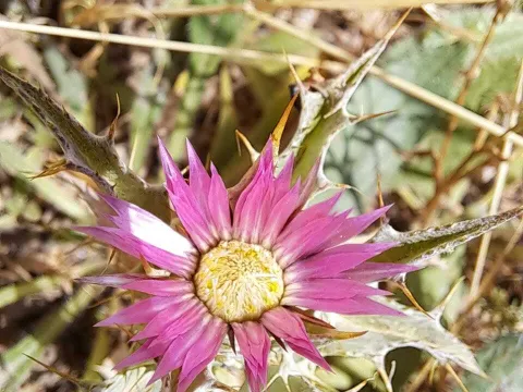 Carlina lanata