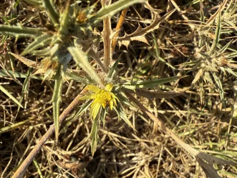Spiny carline thistle