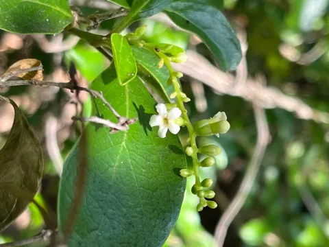 Florida fiddlewood