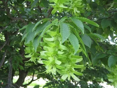 Henry hornbeam