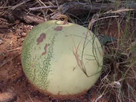 Watermelon