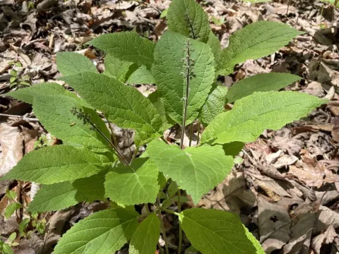 Collinsonia