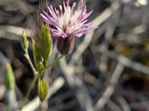 Crupina crupinastrum