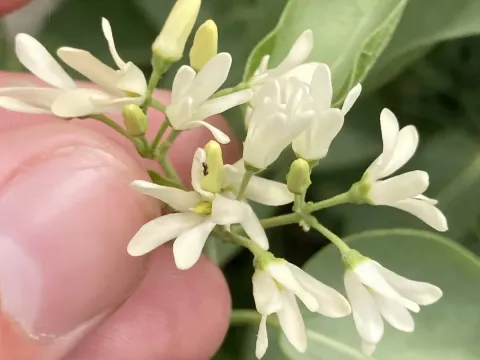 Ціонура