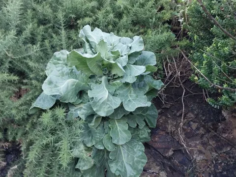 Kale