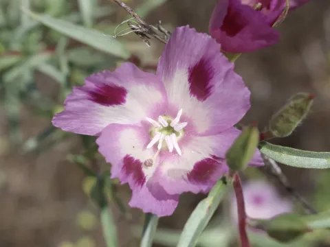 Clarkia williamsonii