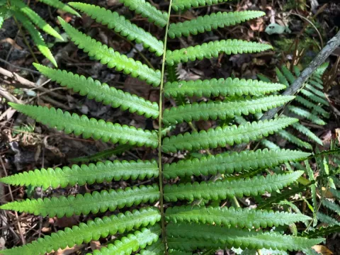 Cyclosorus